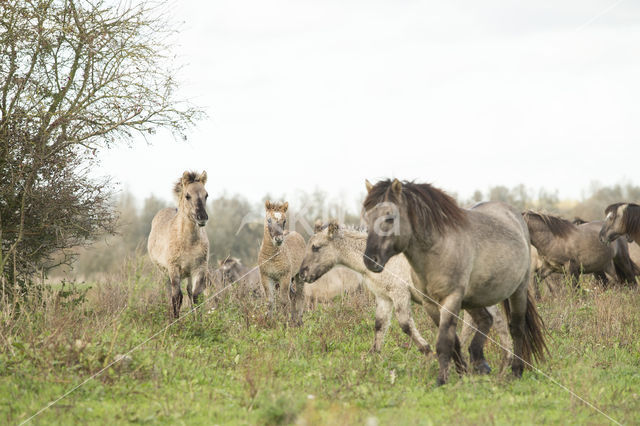 Konik horse (Equus spp)