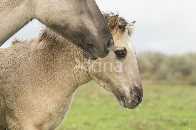 Konik horse (Equus spp)