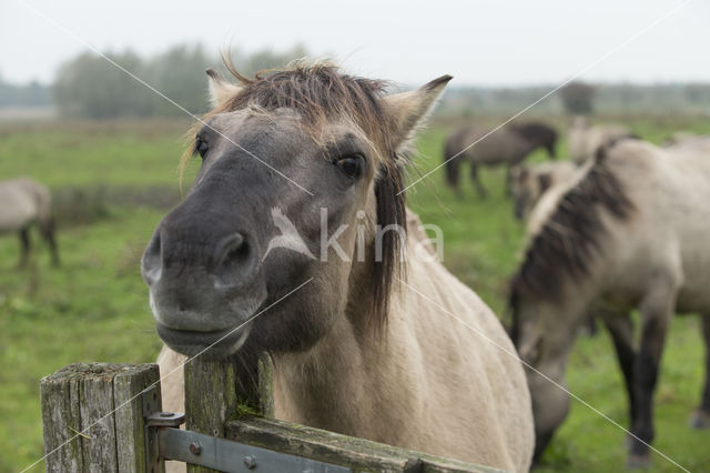 Konik horse (Equus spp)