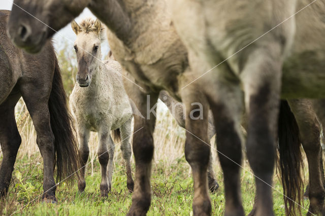 Konik horse (Equus spp)