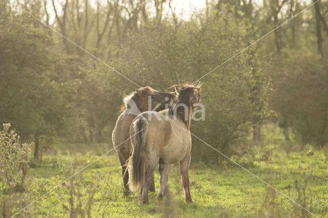 Konik horse (Equus spp)