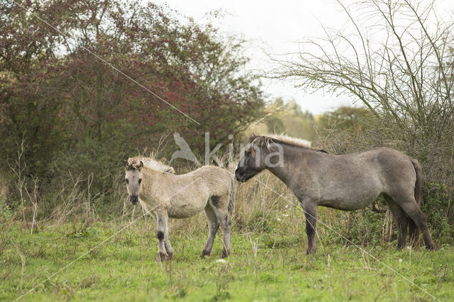 Konik horse (Equus spp)