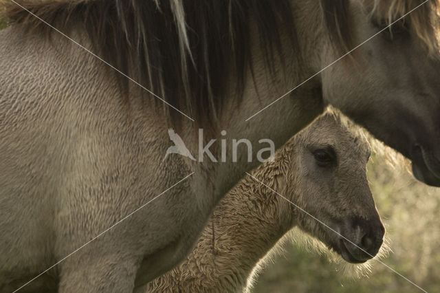 Konik horse (Equus spp)