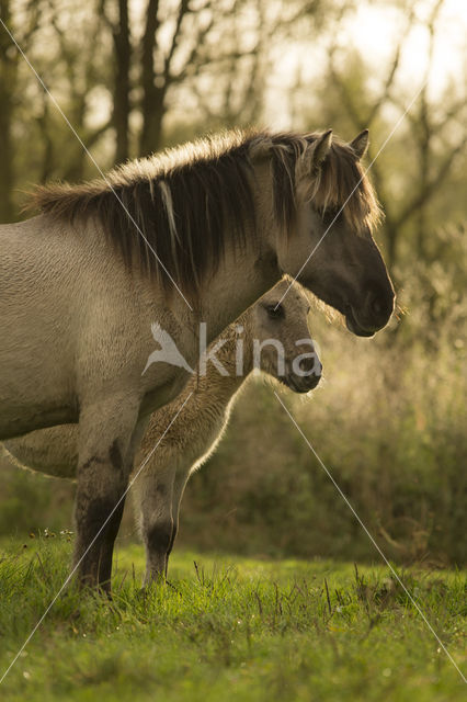 Konik horse (Equus spp)