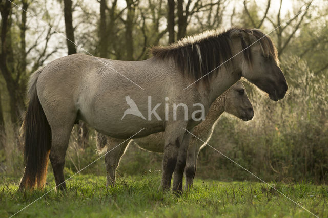 Konik horse (Equus spp)