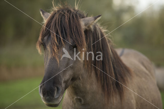 Konik horse (Equus spp)