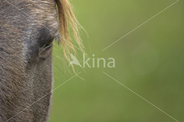 Konik horse (Equus spp)