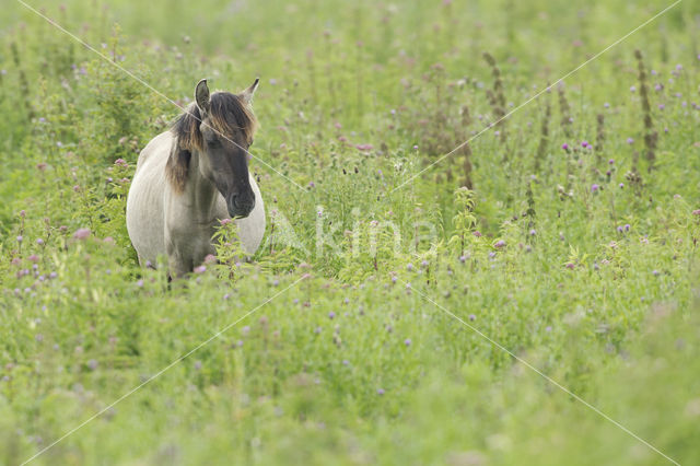 Konik horse (Equus spp)