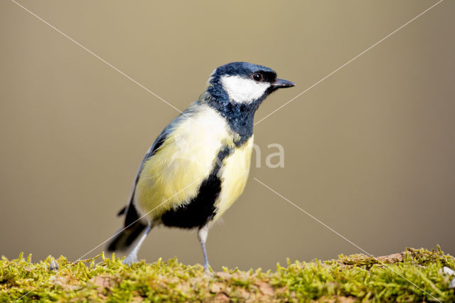 Great Tit (Parus major)