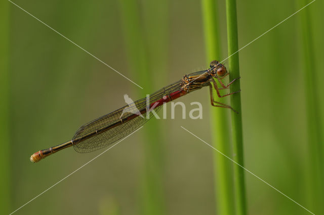 Small Red Damselfly (Ceriagrion tenellum)