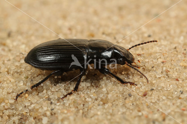 Korstmoskruiper (Harpalus neglectus)