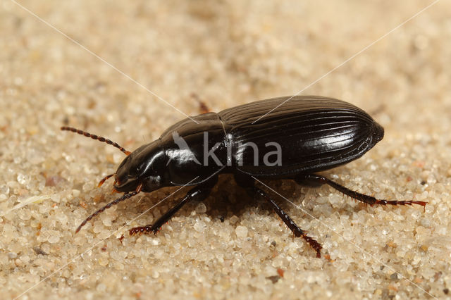 Korstmoskruiper (Harpalus neglectus)