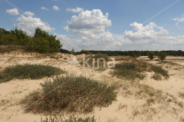 Kruipwilg (Salix repens)