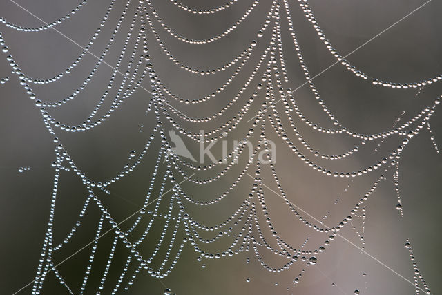 Kruisspin (Araneus diadematus)