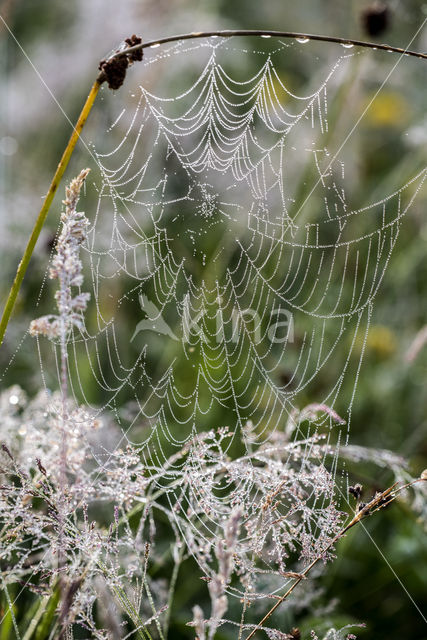 Kruisspin (Araneus diadematus)