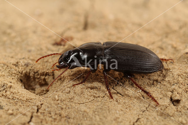 Kustkruiper (Harpalus attenuatus)