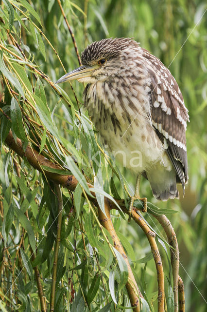 Night Heron (Nycticorax nycticorax)