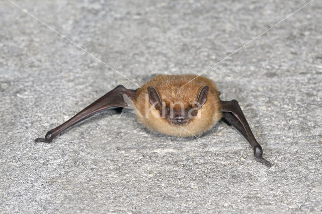 Laatvlieger (Eptesicus serotinus)