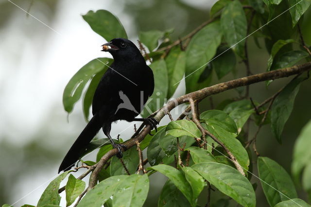 Velvet-fronted Grackle (Lampropsar tanagrinus)