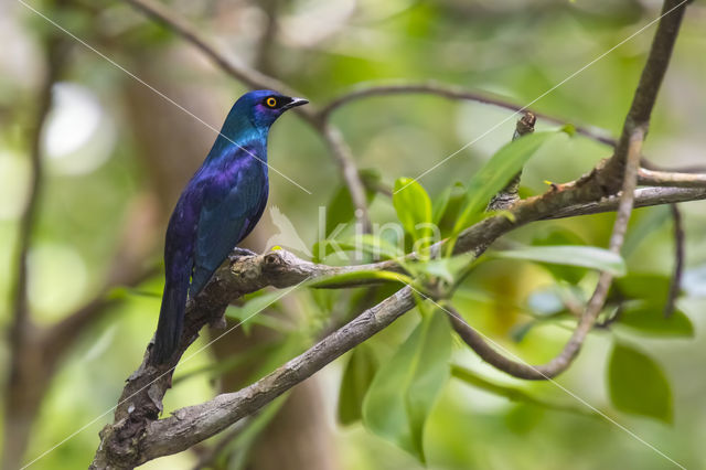 Black-bellied Glossy-Starling (Lamprotornis corruscus)
