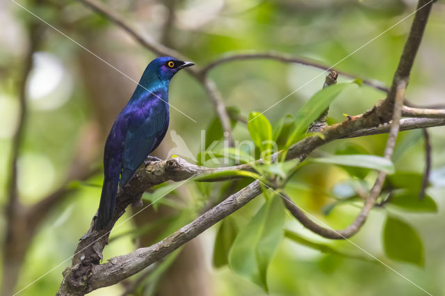 Lamprotornis corruscus