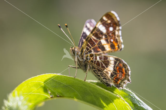 Landkaartje (Araschnia levana)
