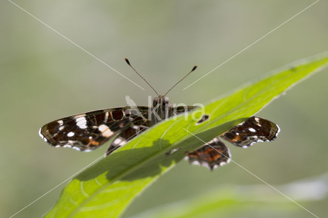 Map Butterfly (Araschnia levana)