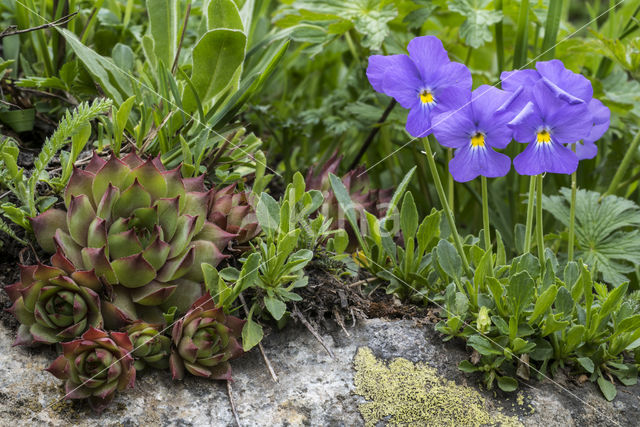 Langgespoord viooltje (Viola calcarata)