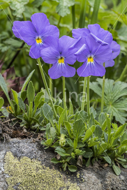 Spurred Viola (Viola calcarata)