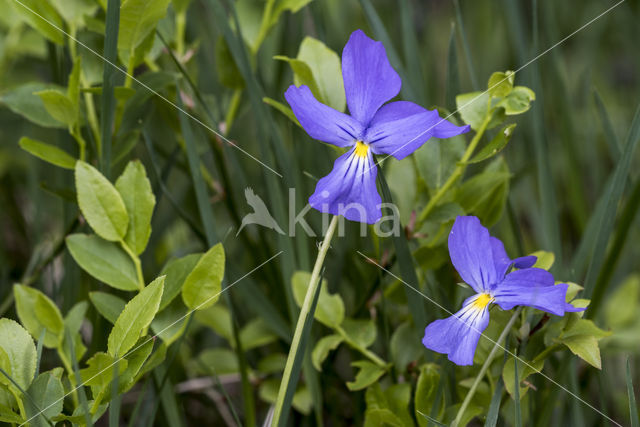 Langgespoord viooltje (Viola calcarata)
