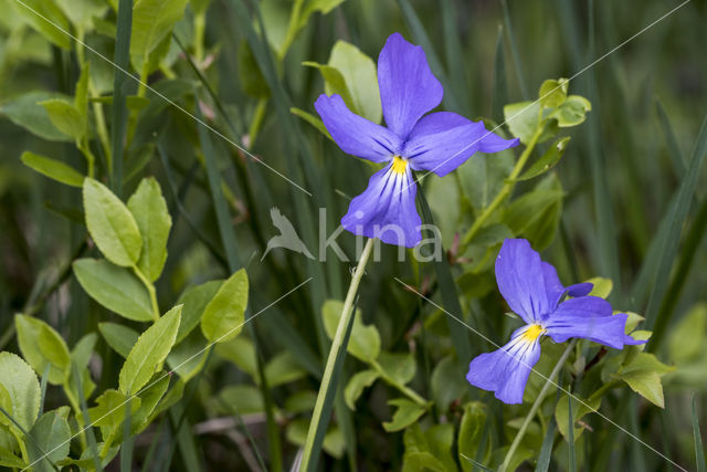 Spurred Viola (Viola calcarata)