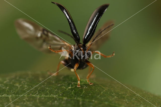 Langsprietberkenhaantje (Luperus longicornis)