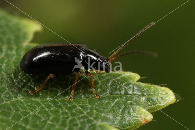 Langsprietberkenhaantje (Luperus longicornis)