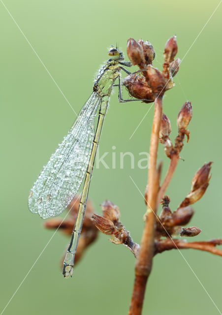 Blue-tailed Damselfly (Ischnura elegans)