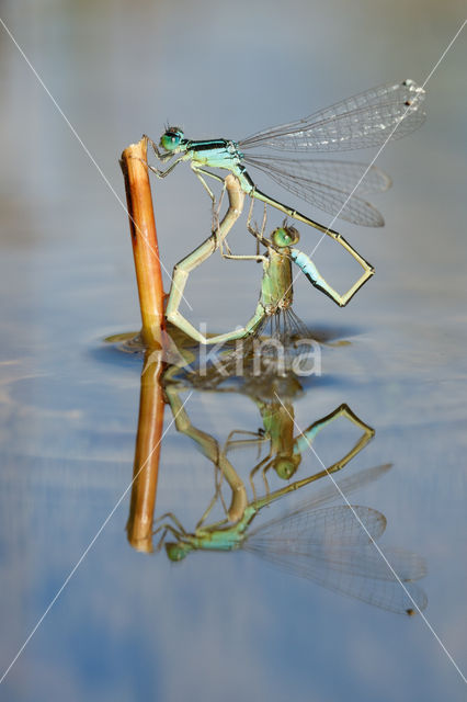 Scarce Blue-tailed Damselfly (Ischnura pumilio)