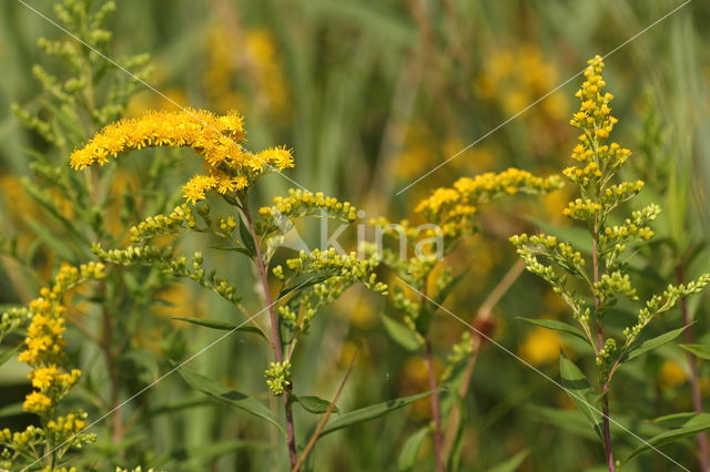 Early Goldenrod (Solidago gigantea)