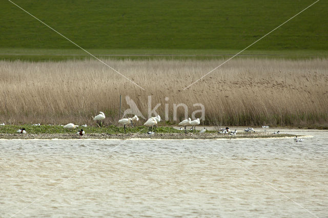 Eurasian Spoonbill (Platalea leucorodia)