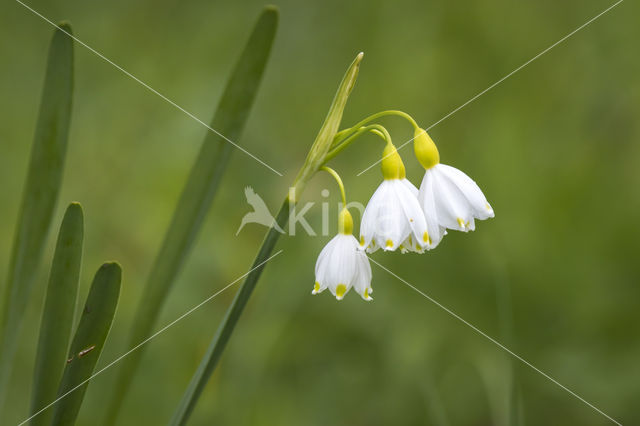 summer snowflake (Leucojum aestivum ssp aestivum)