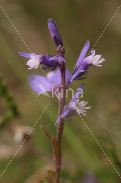 Heath Milkwort (Polygala serpyllifolia)