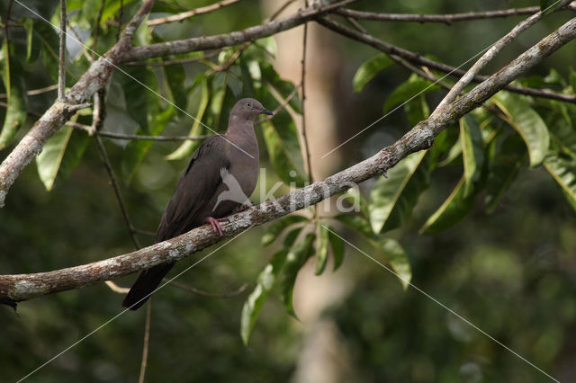 Loodgrijze duif (Patagioenas plumbea)