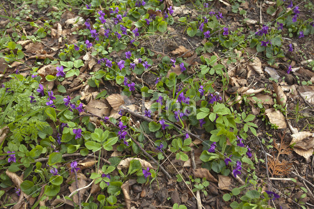 Maarts viooltje (Viola odorata)