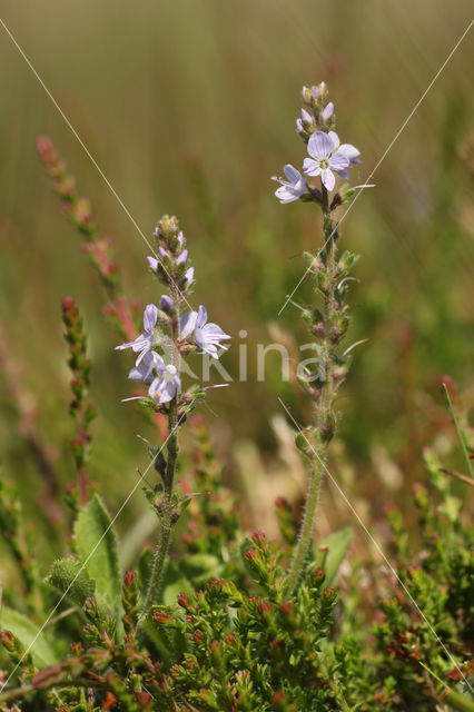 Heath Speedwell (Veronica officinalis)