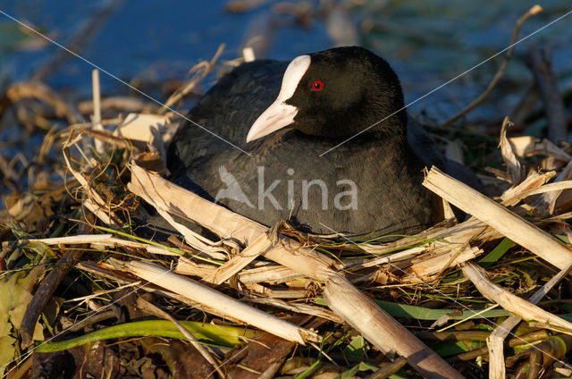 Meerkoet (Fulica atra)