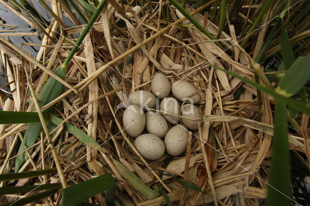 Meerkoet (Fulica atra)