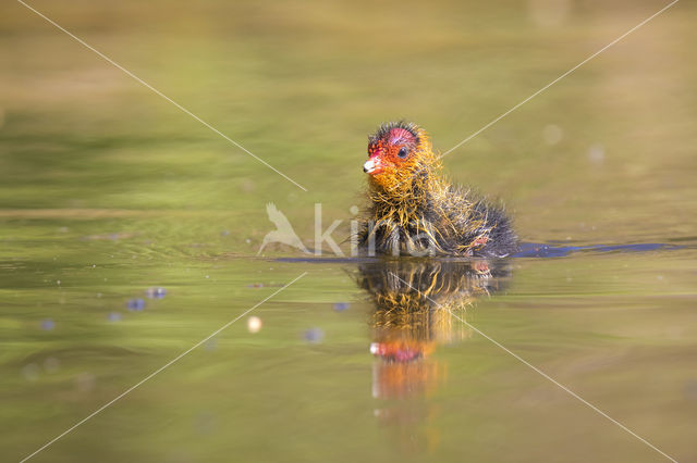 Common Coot (Fulica atra)