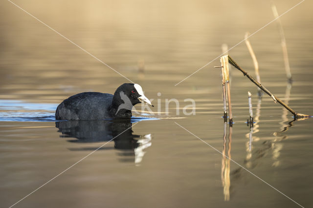 Common Coot (Fulica atra)