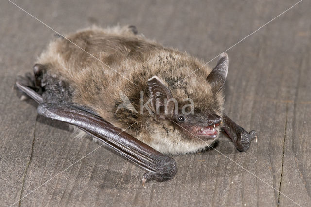 Meervleermuis (Myotis dasycneme)