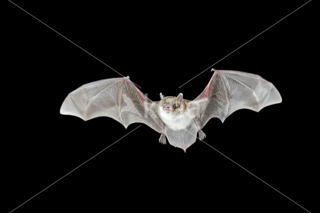 Pond Bat (Myotis dasycneme)