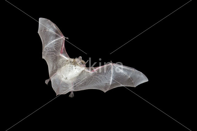 Pond Bat (Myotis dasycneme)