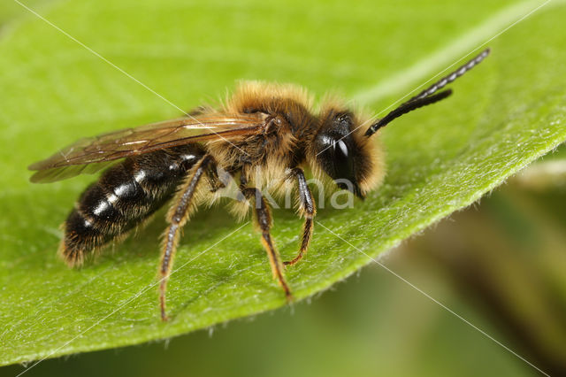 Meidoornzandbij (Andrena carantonica)